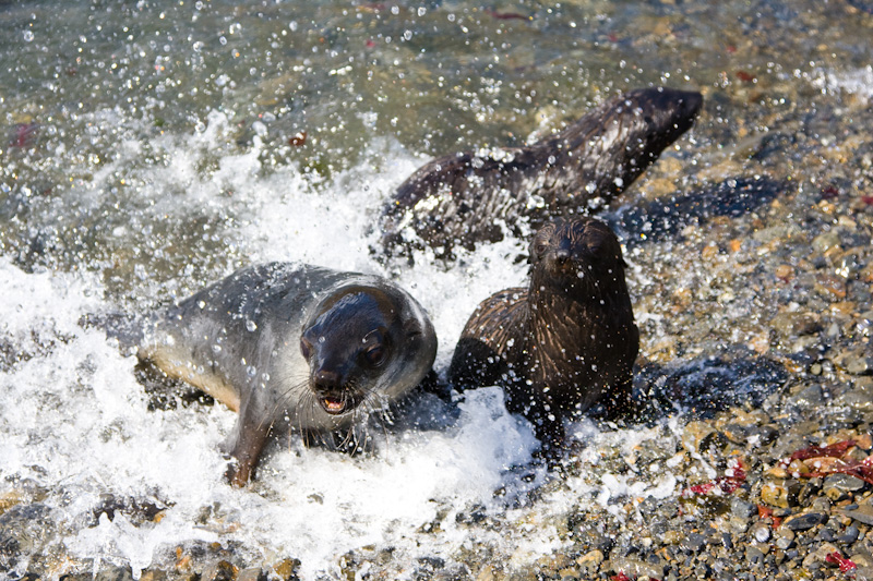 Antarctic Fur Seals Playing In Surf In Surf